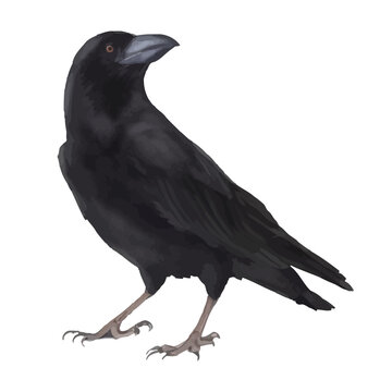 crow with style hand drawn digital painting illustration