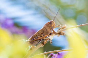 Egyptian grasshopper, Anacridium Aegyptium, on a wisteria shrub