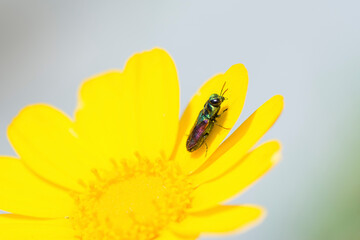 Jewel beetle, genus Anthaxia, on yellow corn marigold