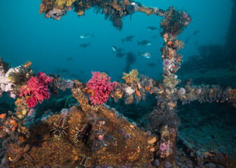 Close up of a ship wreck underwater covered in coral and other sea life with fish in the background