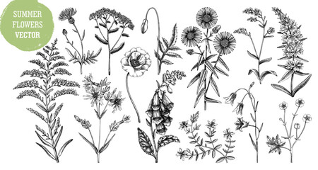 Hand drawn summer flower sketches collection. Wildflower drawings isolated on white background. Herbs, meadows or woodlands flowering plant. Floral design elements set in engraved style - obrazy, fototapety, plakaty