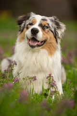 Aussie in spring park