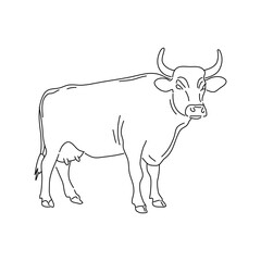 Sketch of cow drawn by hand. Vector hand drawn illustration.