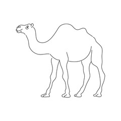 Hand drawn camel. Wild animal. Vector illustration.