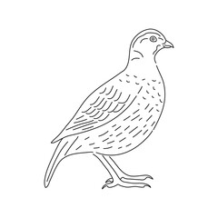Hand drawn quail. Sketch vector illustration.