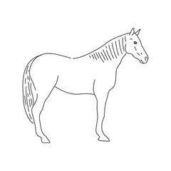 Hand drawn horse sketch. Vector.