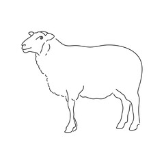 Hand sketch sheep. Vector illustration.