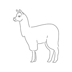 Alpaca animal. Hand draw sketch. Vector.