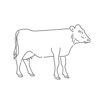Doodle of cow. Hand drawn vector illustration.