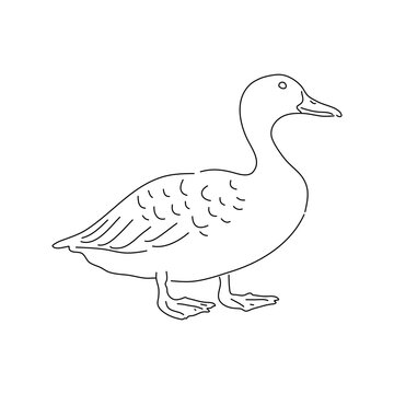 Hand drawn duck. Bird, mallard, farm animal sketch. Vector.