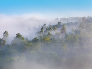 Natural Forest covered by morning fog - 592207951