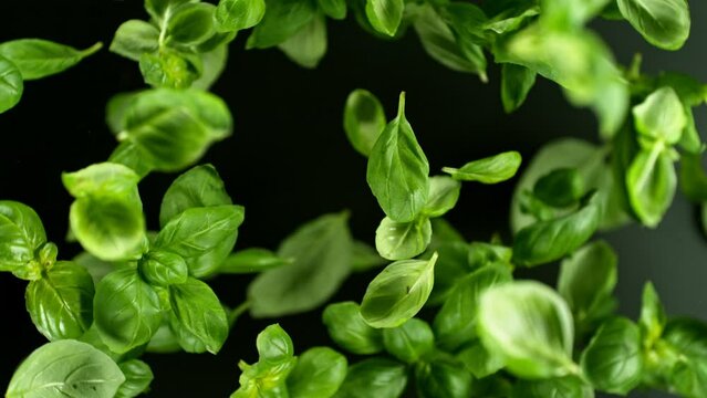 Super slow motion of rotating basil leaves on black background. Ultimate perspective and motion. Filmed on high speed cinema camera, 1000 fps. Camera placed on high speed cine bot, following object.