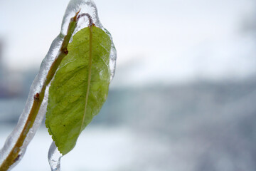 A green leaf covered entirely with ice. Blurry background, selective focus. Cataclysms, freezing...