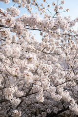 Close up of Cherry Blossoms in spring with Soft focus, in Seoul, South Korea