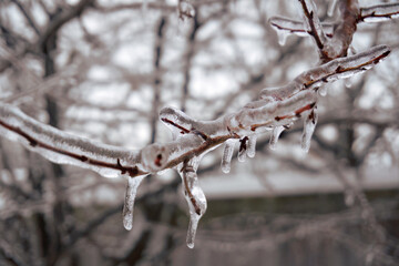 Glaciated tree branches, consequences after freezing rain. Branches completely covered with ice