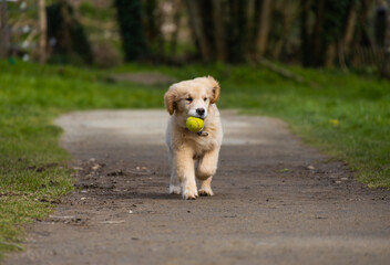 golden retriever puppy playing with tennis ball in park