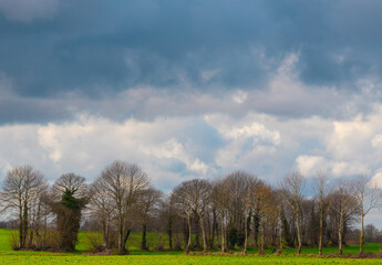 landscape with trees