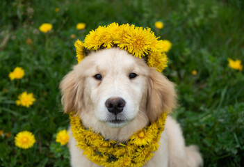 a labrador golden retriever puppy in a wreath of dandelions on his head sits in a clearing with green grass and dandelions