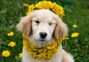 a labrador golden retriever puppy in a wreath of dandelions on his head sits in a clearing with green grass and dandelions © Alina Ziabrieva