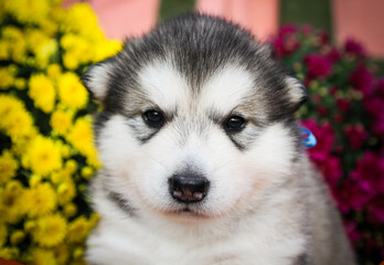 puppies of alaskan malamute siberian husky cute photo with pumpkin and chrysanthemums
