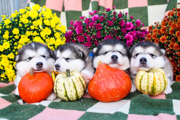 puppies of alaskan malamute siberian husky cute photo with pumpkin and chrysanthemums © Alina Ziabrieva