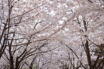 Cherry Blossoms in spring with Soft focus, in Korea
