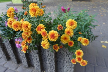 Container with orange and yellow flowers of Chrysanthemums in October