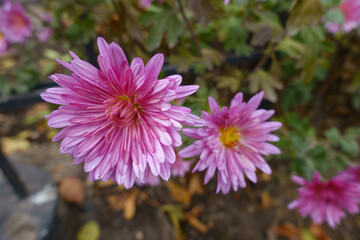 Fototapeta premium Macro of two pink flowers of Chrysanthemums in mid November