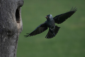 Western jackdaw flying into the nest