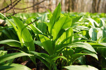 Bear's garlic plant growing in the forest