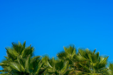 Palm tops in sunlight against a blue sky, minimalistic beautiful tropical background, natural color and light, copy space