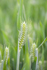 young green wheat growing in field