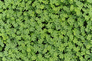 Green clover leaves in the garden. Close-up photo with selective focus and shallow depth of field.