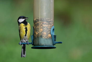 Cute and tiny wild eurasian great tit (Parus major) eating peanuts from a bird feeder. Small and...