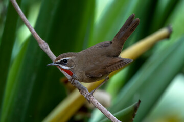 Siberian rubythroat or Calliope calliope observed in Rongtong in West Bengal