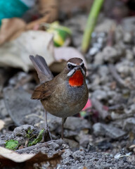 Siberian rubythroat or Calliope calliope observed in Rongtong in West Bengal