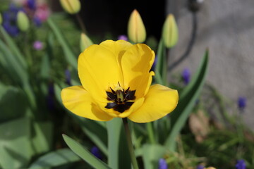Tulipe jaune isolée, première fleurie. Corrèze, France