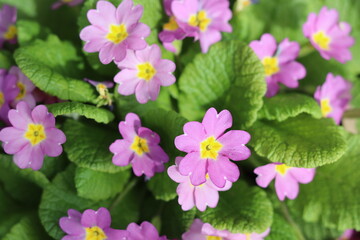 Primevères en bouquet dans un jardin de Corrèze, France