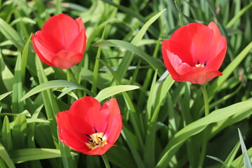 Trio de tulipes rouges dans jardin de Corrèze. France
