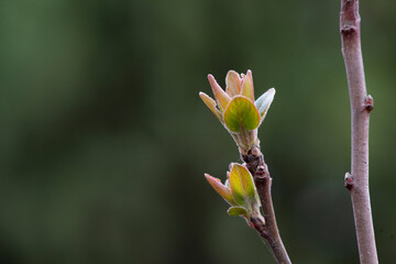 The new buds begin to appear in the spring