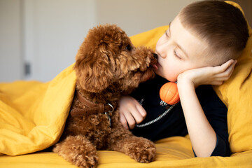 The boy peers out from under the yellow blanket along with his dog, a red poodle. The boy plays with his dog. Front view