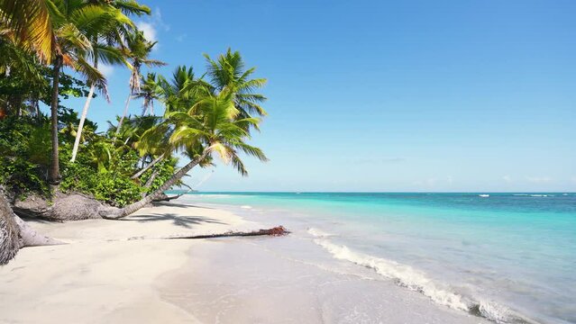A beautiful tropical beach on an island in the Dominican Republic with coconut trees and a blue sky in the background. Sunny day on the picturesque Caribbean coast. Paradise palm island