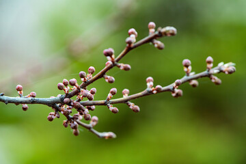 The new buds begin to appear in the spring