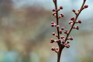 The new buds begin to appear in the spring