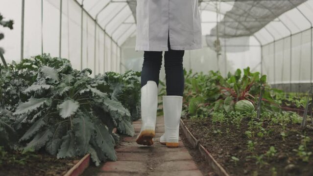 Asian female Plant Disease Biology walk inspects planting plots