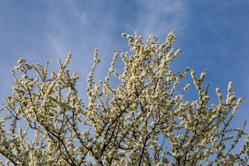 A Prunus Spinosa, commonly known as Blackthorn, Blooming in the early spring sunshine