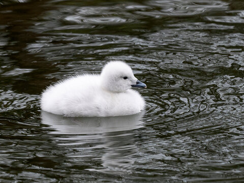 schwarthalsschwank&uuml;ken schwimmend auf dem Teich