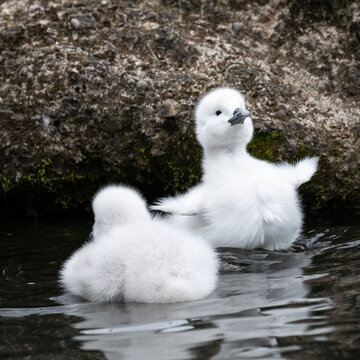 schwarthalsschwank&uuml;ken schwimmend auf dem Teich