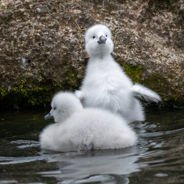 schwarthalsschwank&uuml;ken schwimmend auf dem Teich