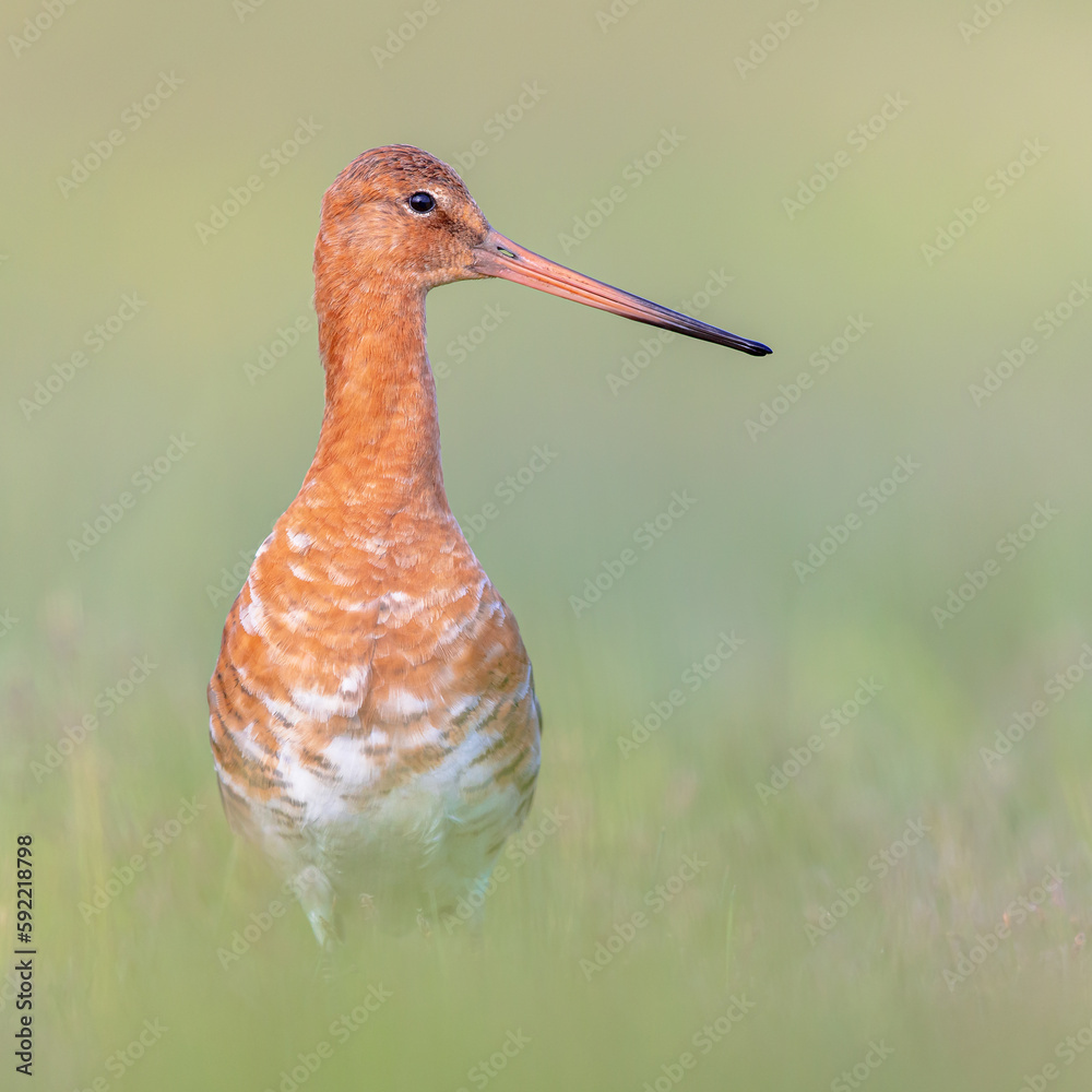 Sticker majestic black-tailed godwit wader bird looking in the camera